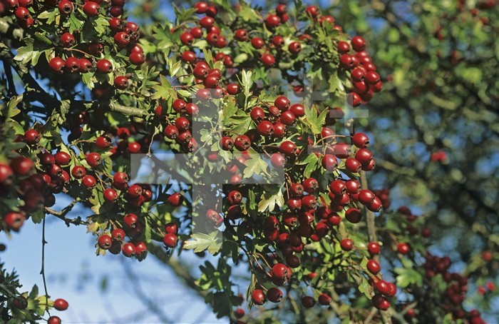 Ripe red Hawthorn berries (Crataegus monogyna) on the tree.