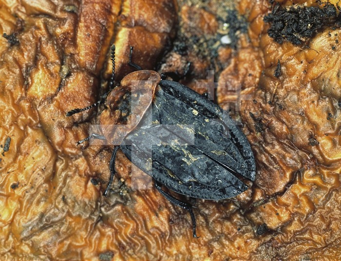 A Carrion Beetle (Oiceoptoma thoracium) found in a Sheep´s skull.