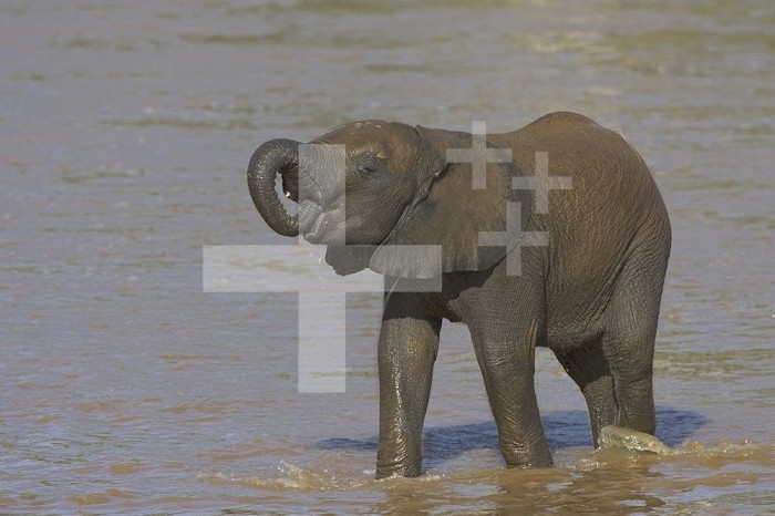 Young African Bush Elephant drinking (Loxodonta africana), Kenya.