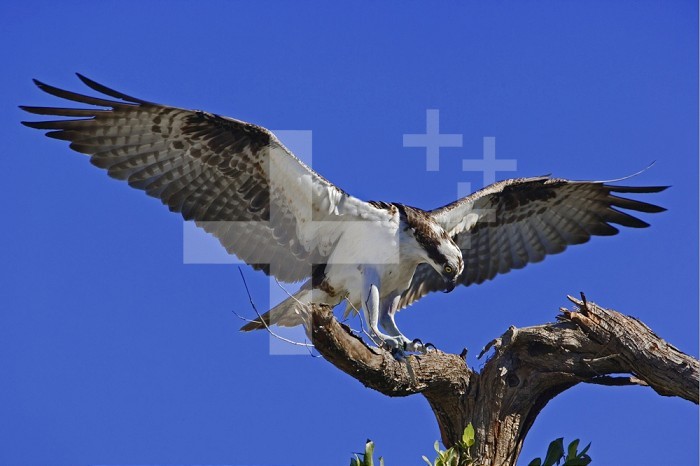 Osprey (Pandion haliaetus) landing on a branch with prey in its talons, Florida, USA.