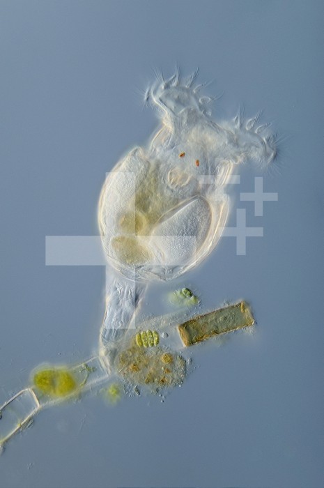 The Bdelloid rotifer Philodina megalotrocha, a common pond organism. Bdelloids reproduce solely via parthenogenetic eggs, and no males are known. Note the crown of cilia (corona) and the red eyespots. DIC, LM X250