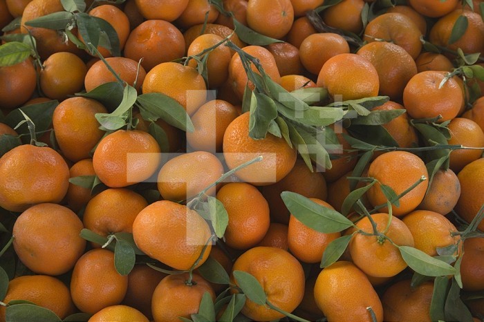 Harvested Mandarins (Citrus reticulata), Murcott variety,  California, USA.