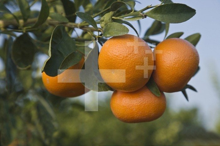 Ripe Mandarins (Citrus reticulata) Clementine variety, on a branch in an orchard, California, USA.
