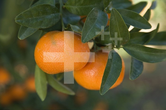 Mature Mandarins (Citrus reticulata) on branch,  California, USA.