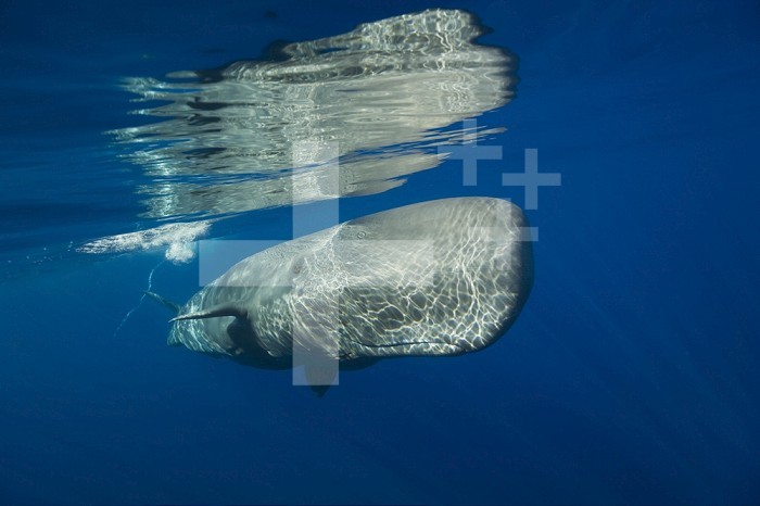 Sperm Whale (Physeter catodon), Azores, Atlantic Ocean, Portugal