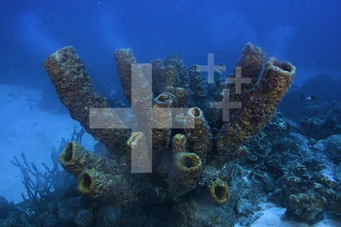Yellow Tube Sponges spawning (Aplysina fistularis), Bonaire, Caribbean.