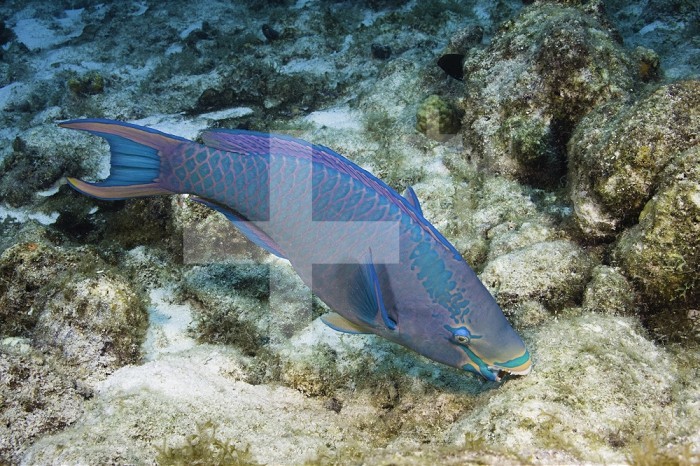 A Queen Parrotfish feeding on coral (Scarus vetula), terminal male or supermale phase,  Bonaire, Caribbean.