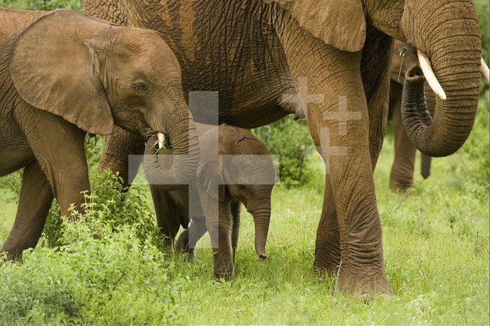 African Elephant (Loxodonta africana) walking in the Masai Mara, Kenya.