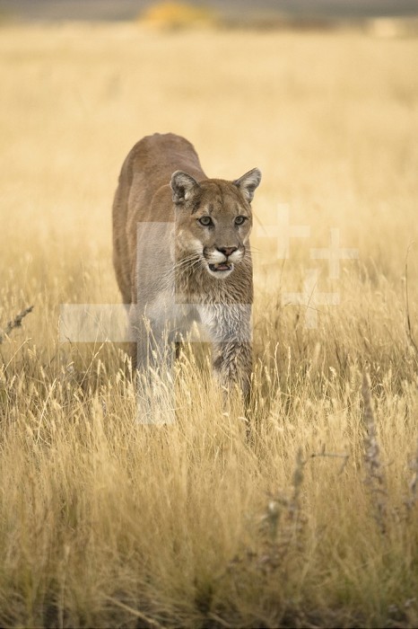 Puma (Puma concolor) walking through field in Montana, USA.