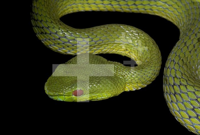 The Chinese Green Tree Viper (Trimeresurus stejnegeri) is a highly venomous snake and will perch in shrubs and trees near inhabited areas.