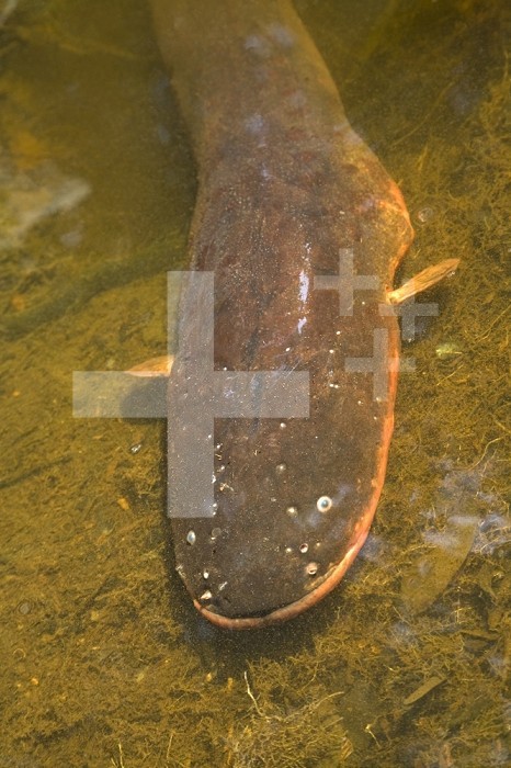 Electric Eel (Electrophorus electricus) emerging from its lair in a shallow pool of water, Peru.