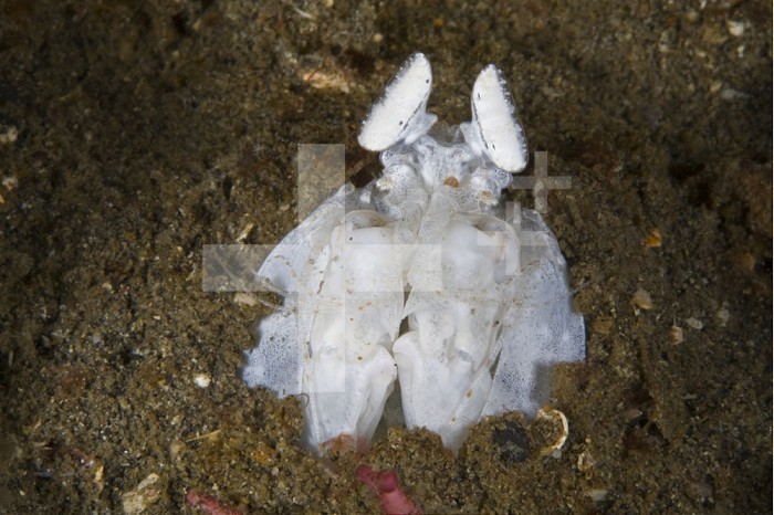Mantis Shrimp (Lysiosquillina) a spearing shrimp, of unusual white color, sitting partially buried in muck substrate, waiting to capture prey on its spearing claws, Sulawesi, Indonesia.