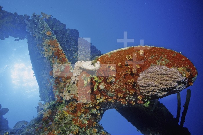 Marine life colonizing the prop at the stern of the Hilma Hooker shipwreck, Bonaire, Caribbean