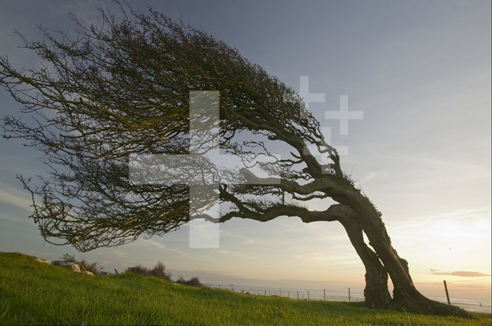 Hawthorn tree bent by prevailing winds
