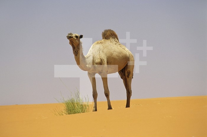 Camel in the Sahara Desert, Mauritania.