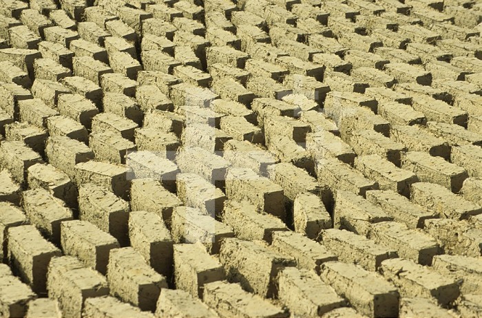 Mud bricks drying in the sun, Mali.