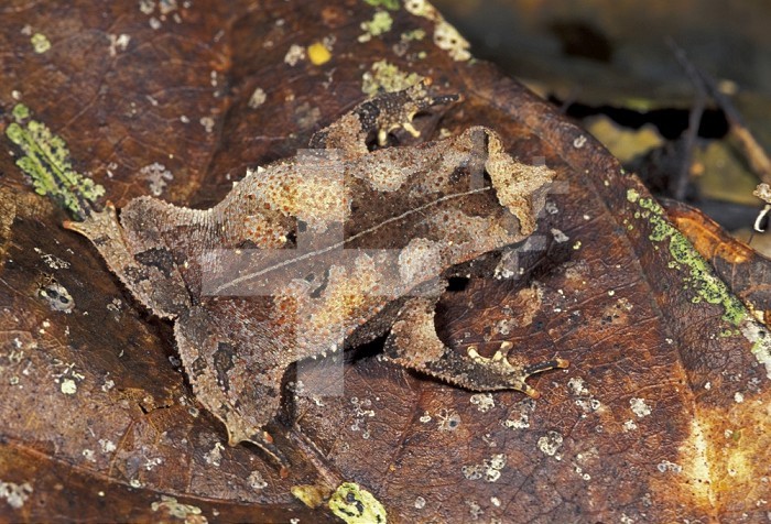 Crested Forest Toad camouflaged on dead leaves on the forest floor (Bufo margaritifer), Manu National Park, Peru