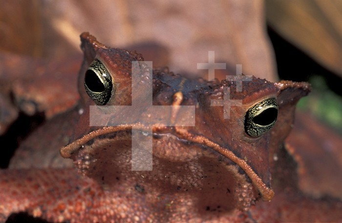 Crested Forest Toad head and eyes (Bufo margaritifer), Manu National Park, Peru