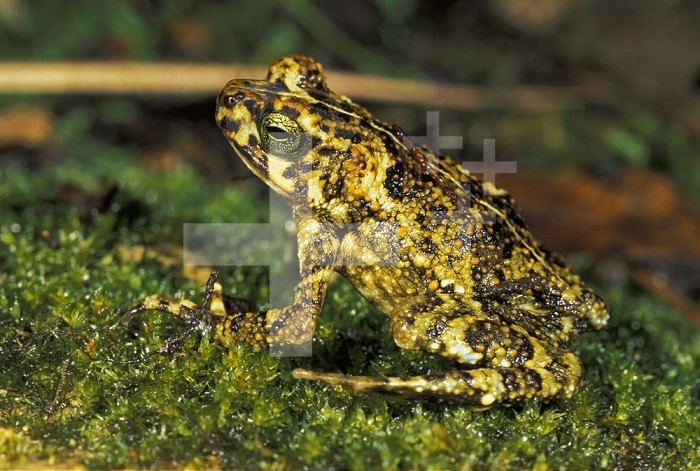 Toad (Bufo) sitting on moss, Manu National Park, Peru