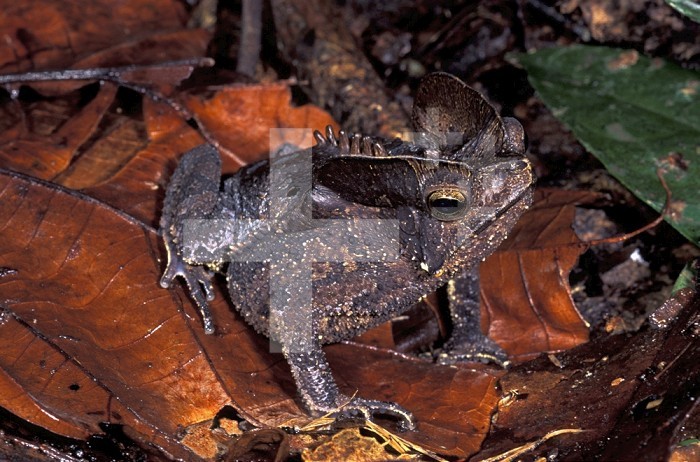 Toad (Bufo) camouflaged on leaves on the forest floor, Amacayacu National Park, Colombia