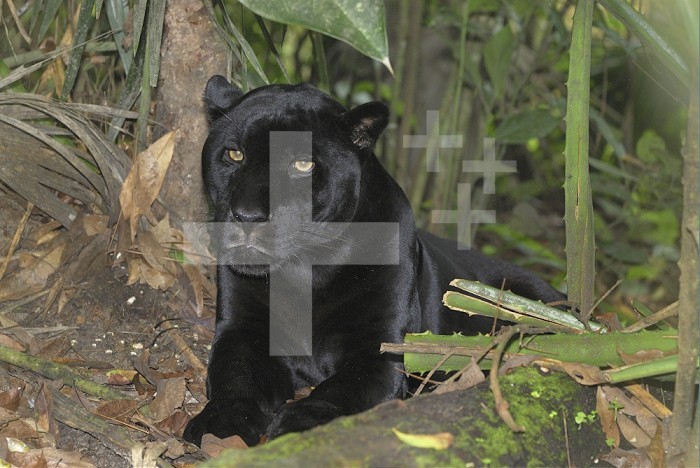Black Jaguar or Panther (Panthera onca), Belize