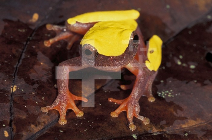 Triangle or Clown Tree Frog (Hyla triangulum), Iquitos, Peru