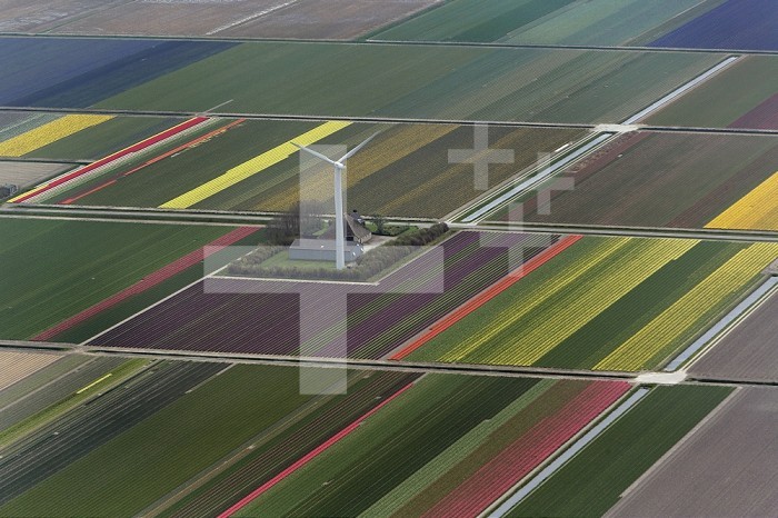 Aerial view of tulip and hyacinth flower fields and wind turbines surrounding Amsterdam, Netherlands
