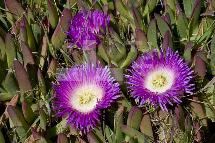 Sea Fig or Ice Plant (Carpobrotus chilensis), Cambria Bluff, California, USA, Family Aizoaceae, an introduced species.