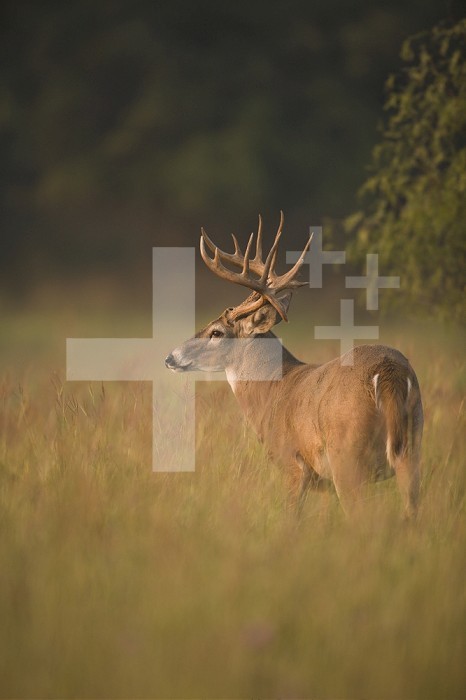 White-tailed Deer (Odocoileus virginianus) grazing, Texas, USA.