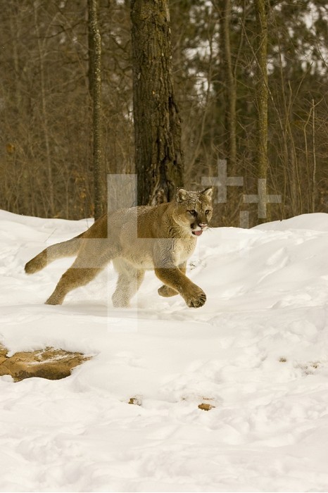 Mountain Lion (Felis concolor) running in the snow.