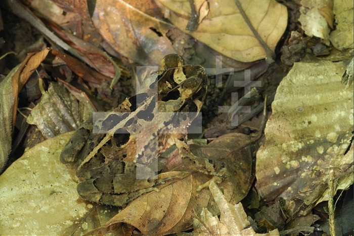 Toad camouflaged among leaves on the forest floor (Bufo melanochlorus), Braulio Carillo National Park, Costa Rica