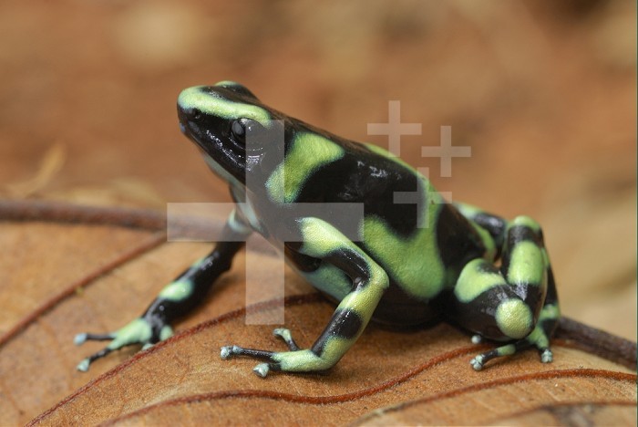 Green and Black Poison Frog (Dendrobates auratus), Corcovado National Park, Costa Rica