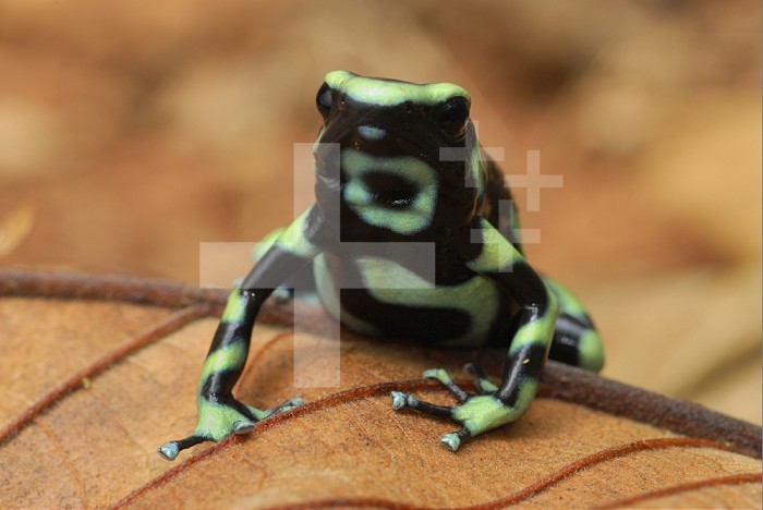 Green and Black Poison Frog (Dendrobates auratus), Corcovado National Park, Costa Rica