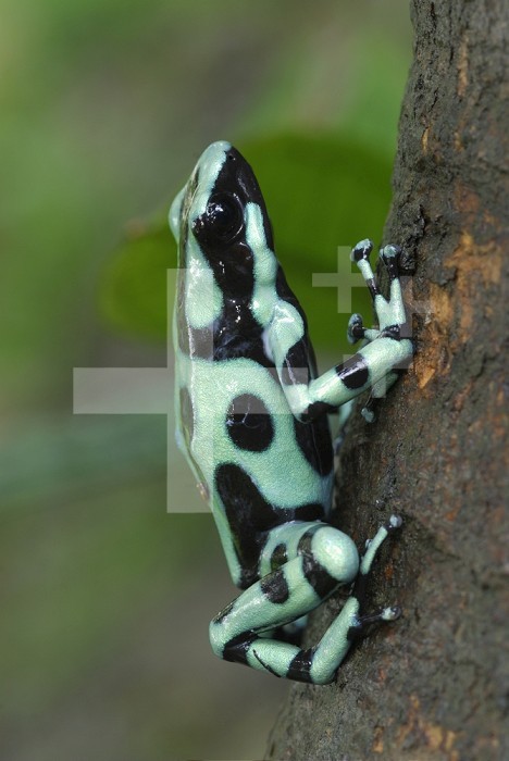 Green and Black Poison Frog (Dendrobates auratus), Cahuita National Park, Costa Rica