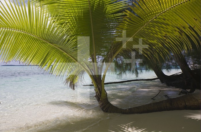 Palm-lined Beach on Palau, Micronesia. Note that the Palms illustrate geotropism as a result of coastal erosion.