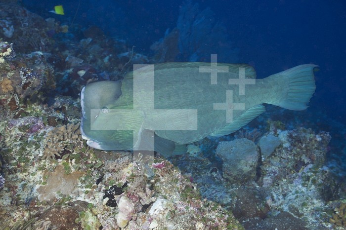 Bumphead Parrotfish (Bolbometopon muricatum), Blue Corner, Micronesia, Palau