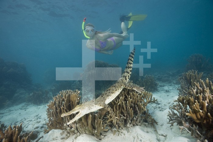 Snorkeler skin diver near a Saltwater Crocodile swimming over a coral reef (Crocodylus porosus), Micronesia, Palau