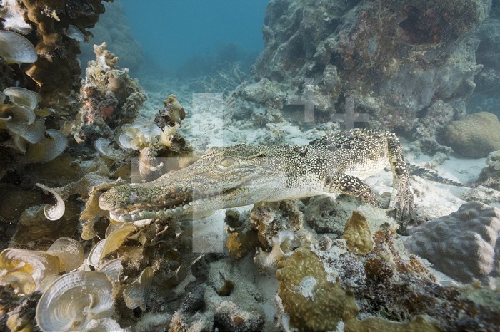 Saltwater Crocodile swimming over a coral reef (Crocodylus porosus), Micronesia, Palau