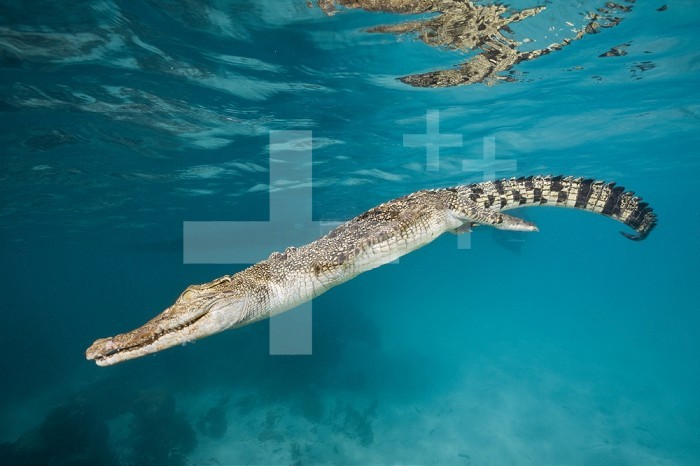 Saltwater Crocodile swimming near the surface (Crocodylus porosus), Micronesia, Palau