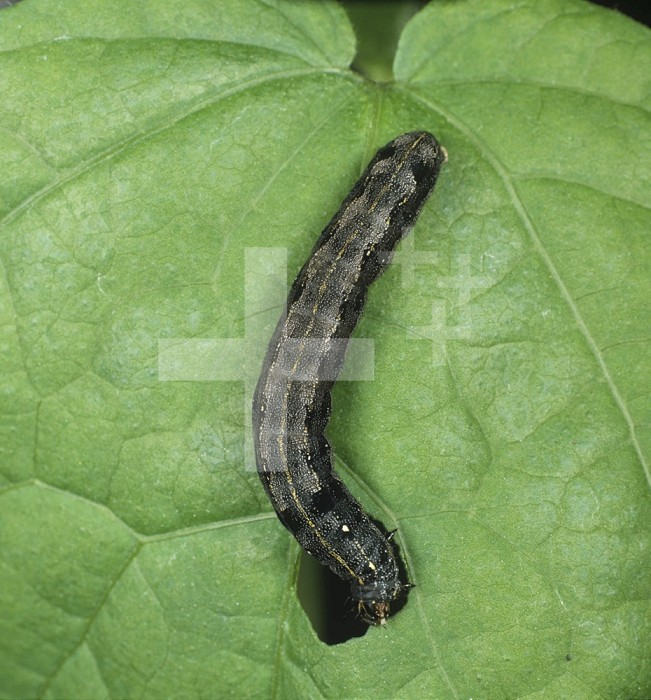 Cotton Leafworm (Spodoptera littoralis) caterpillar feeding on a Cotton leaf
