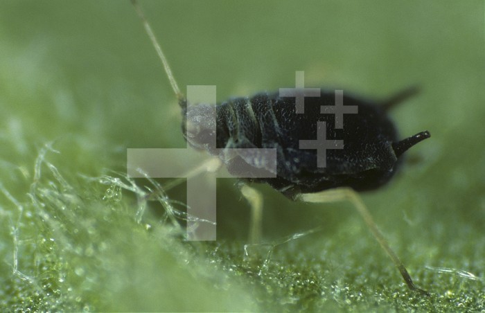 Cotton Aphid (Aphis gossypii) wingless adult