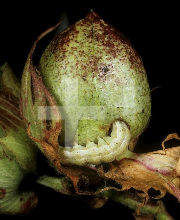 Cotton Bollworm, Earworm, or Fruitworm Moth caterpillar  (Helicoverpa zea) feeding on a green unripe Cotton boll