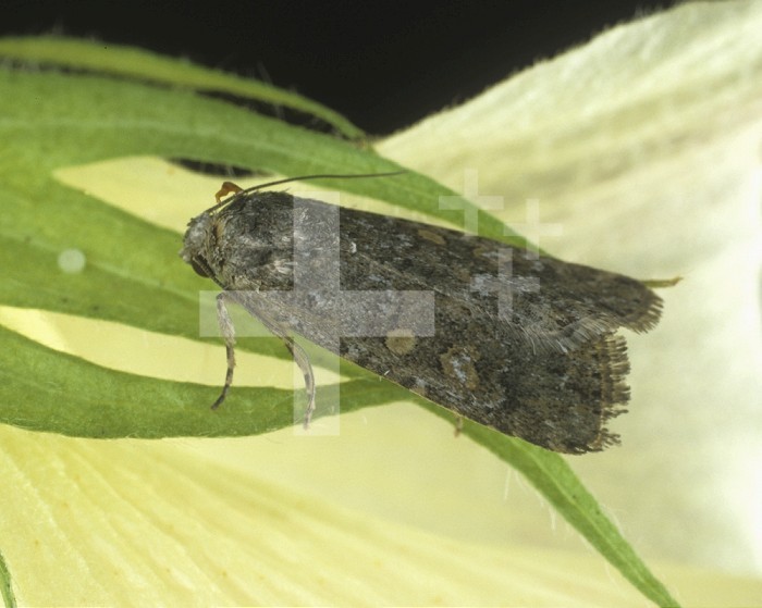Lesser Armyworm (Spodoptera exigua) adult Moth on Cotton
