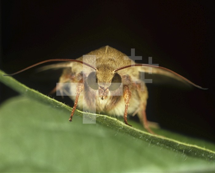 Head, eyes, and antennae of a Bollworm, Earworm, or Fruitworm Moth (Helicoverpa armigera) on a Cotton leaf