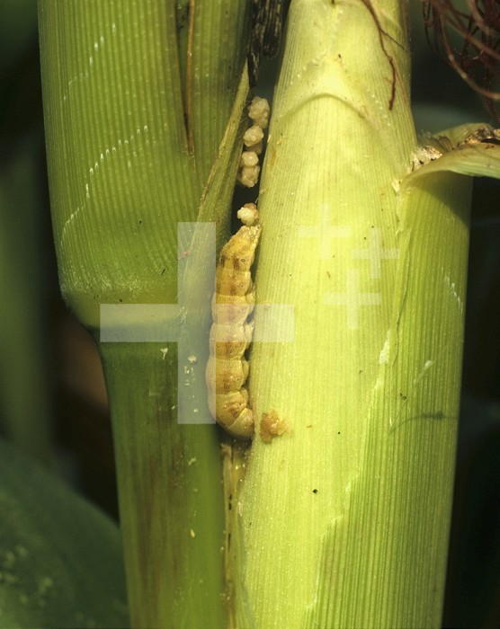 Bollworm, Earworm or Fruitworm caterpillar (Helicoverpa armigera) feeding on a Maize or Corn cob