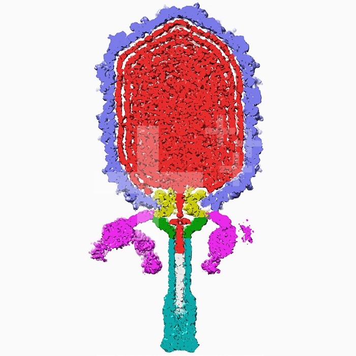 The inside half of a three-dimensional reconstruction of Bacteriophage 29, a double-stranded DNA virus that infects Bacillus subtilis Bacteria. This virus is highly studied because of its mechanism of loading DNA and later injecting it into its bacterial host. This is a tailed phage and when the tail comes in contact with its host it injects the DNA like a syringe. The capsid is blue, DNA is red, DNA loading collar is green, head appendages are pink, and the tail is aqua.