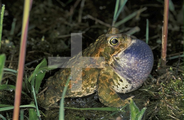 Male Natterjack Toad (Bufo calamita) calling, Switzerland