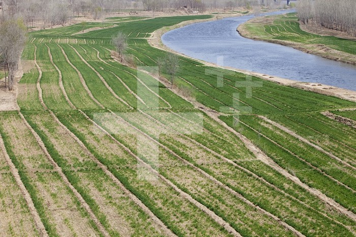 Wheat fields in spring in Northern China along a river that supplies irrigation water. The river water level is falling due to lengthy drought and over extraction.