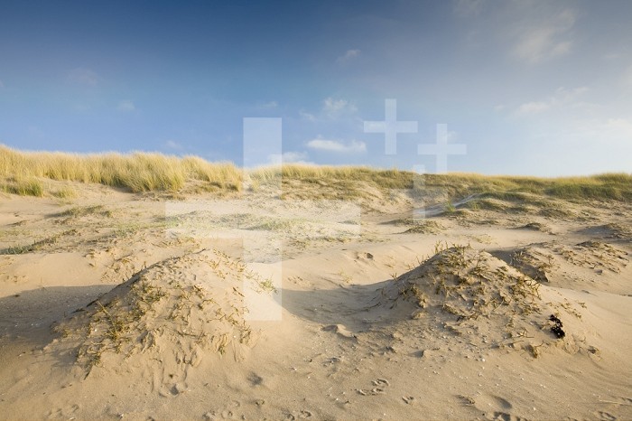 Coastal sand dunes with Marram Grass (Ammophila) for stabilization at Sandscale Haws near Barrow in Furness, Cumbria, UK