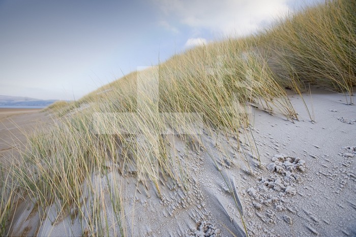 Frosty coastal sand dunes with Marram Grass (Ammophila) for stabilization at Sandscale Haws near Barrow in Furness, Cumbria, UK